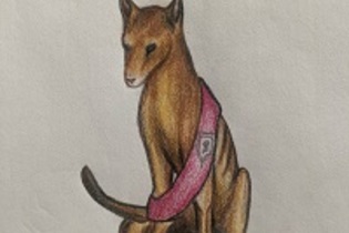 Thylacine Sashes / Banners