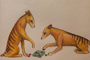 Thylacine Mugs and Cutting boards