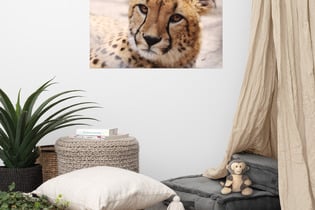 Photography & Art Prints