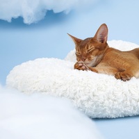 Cloud Kingdom Stars Soft Fluffy Cats Dogs Pets Beds - Thumbnail 1