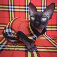 Neon Purberry  - Thumbnail 2