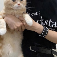 MY CAT IS ROCKSTAR & I'M A MANAGER T SHIRT - Thumbnail 2