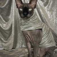 Silvermember  - Thumbnail 1