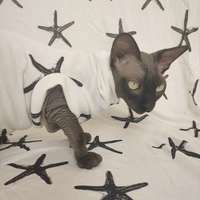 Starfish - Yeezus - Thumbnail 1