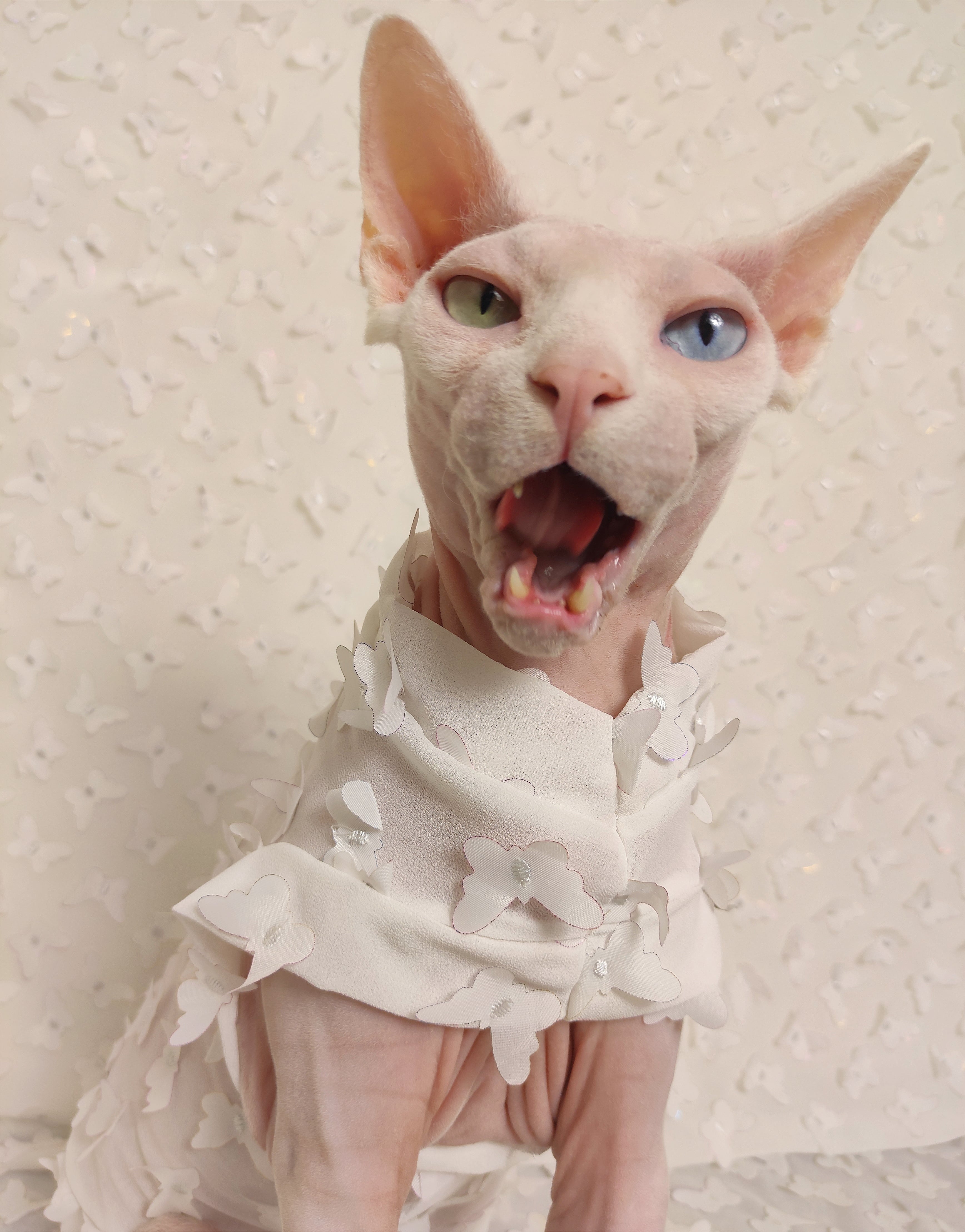 Catching The Butterfly · Sphynx Swag · Online Store Powered by Storenvy