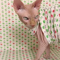 Unconditional Love Lace - Thumbnail 1