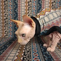 Vertical Paisley Stripes - Thumbnail 1