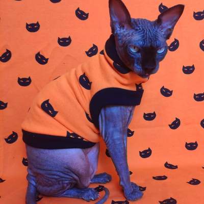 Suspicious kitties - yeezus