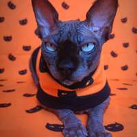 Suspicious Kitties - Yeezus - Thumbnail 1