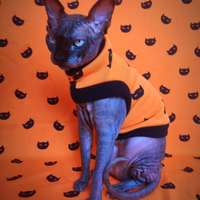 Suspicious Kitties - Yeezus - Thumbnail 2