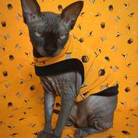 Witch Parts? - Thumbnail 1