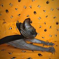 Witch Parts? - Thumbnail 3