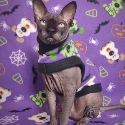 Who let the dogs out?