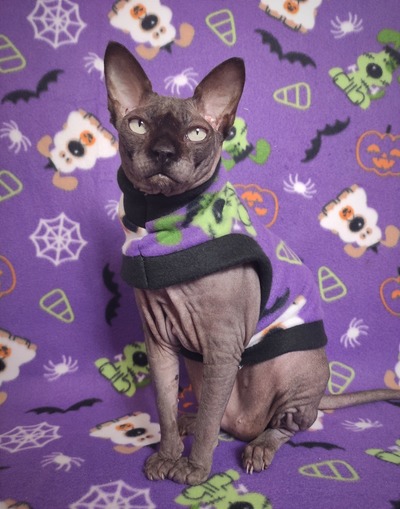 Who Let The Dogs Out?