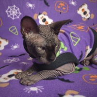 Who Let The Dogs Out? - Thumbnail 1