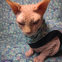 Zombies - Thumbnail 2