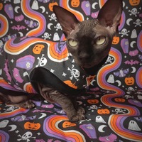 Halloween Rainbow - Thumbnail 1