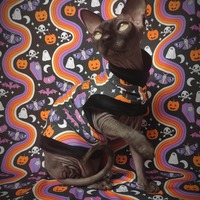 Halloween Rainbow - Thumbnail 2