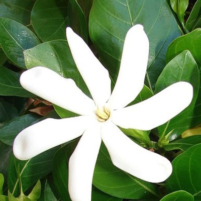 Tiare flowers long burning hand dipped incense - Thumbnail 5