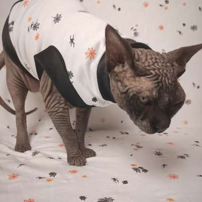 Itsy, itsy bitsy spiders