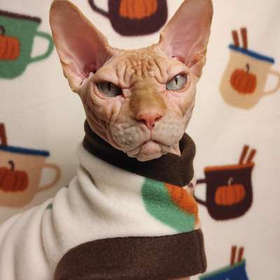 Pumpkin spice latte - Thumbnail 5