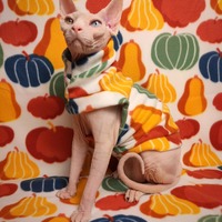 Gourdito - Thumbnail 1