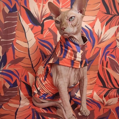 Birds of paradise  - Thumbnail 3