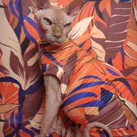 Birds Of Paradise  - Thumbnail 2