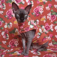 Roses And Rust - Thumbnail 2