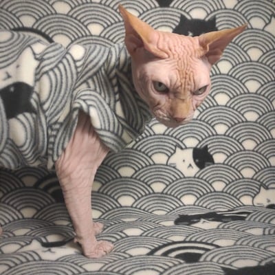 House of the rising cats