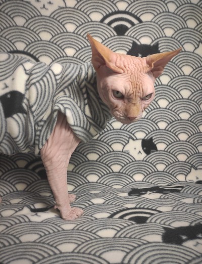 House Of The Rising Cats