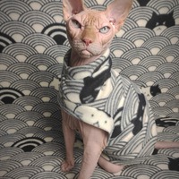 House Of The Rising Cats - Thumbnail 1