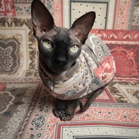 Fall Bandana - Thumbnail 1