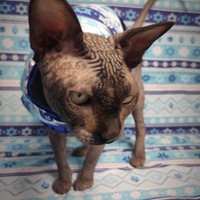 Dreidel Dreidel - Thumbnail 1