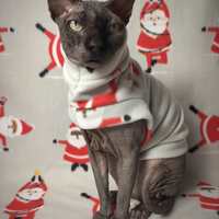 Santa Yogis - Thumbnail 2