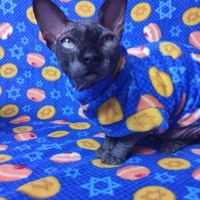 Hanukkah Treats - Thumbnail 2