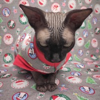 North Pole Patches - Thumbnail 1