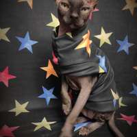 Seeing Stars Sweaterknit - Thumbnail 1