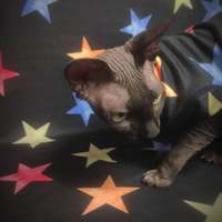 Seeing Stars Sweaterknit - Thumbnail 2