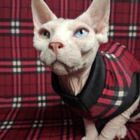 Going Stag Plaid - Thumbnail 1