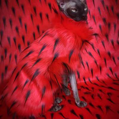 Whatchamacallit (vd)