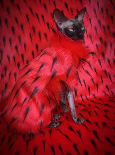 Whatchamacallit (VD)