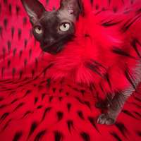 Whatchamacallit (VD) - Thumbnail 1