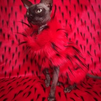 Whatchamacallit (VD) - Thumbnail 2