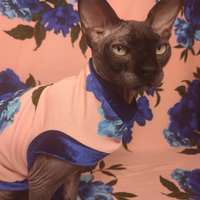 Blue Roses - Thumbnail 1