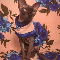 Blue Roses - Thumbnail 2