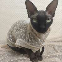 Trashy Lingerie - Lace - Thumbnail 1