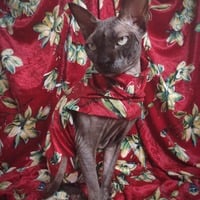 In Bloom Velvet - Thumbnail 2