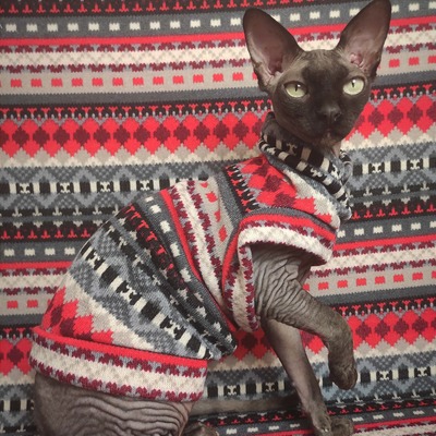 First crush sweaterknit