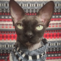 First Crush Sweaterknit - Thumbnail 1